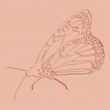 Graphic drawing of a Monarch Butterfly (insect)