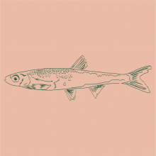 Graphic drawing of a Silver Shiner (fish)