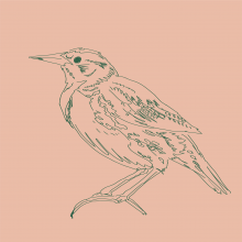 Graphic drawing of an Eastern Meadowlark (bird)
