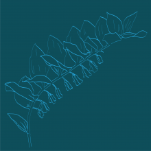 Graphic drawing of a Solomon's Seal (plant)